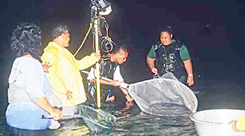 Palolo hunters in the sea with nets and flashlights