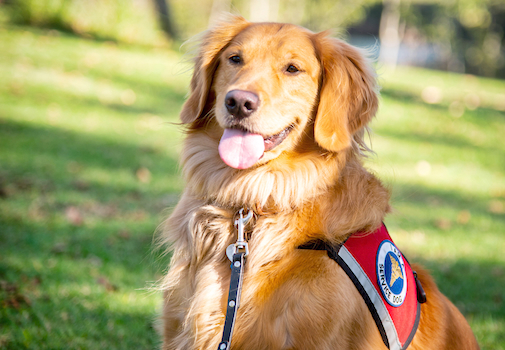 A service dog