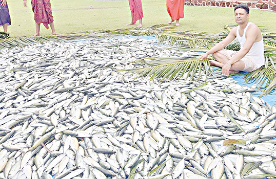 ATULE harvest in Fagasa