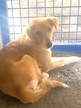 SWEET FEMALE DOG