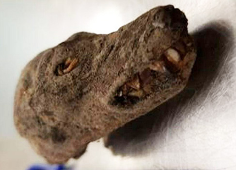 The head of the bat that a traveler said his family had eaten the rest of in Samoa. 