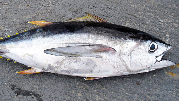 Big eye tuna