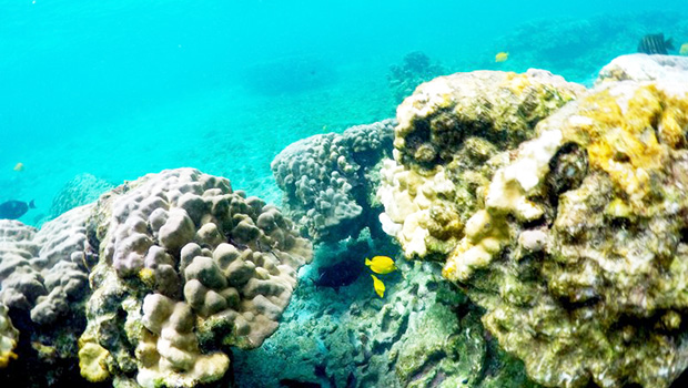This Sept. 12, 2019 photo shows bleaching coral in Kahala'u Bay in Kailua-Kona, Hawaii