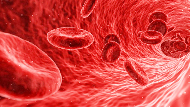 blood cells photo