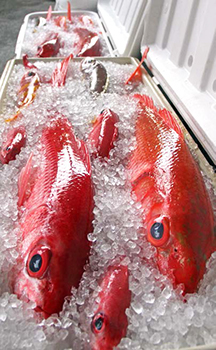 BOTTOM FISH ON ICE