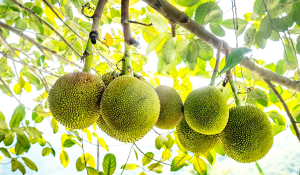 BREADFRUIT