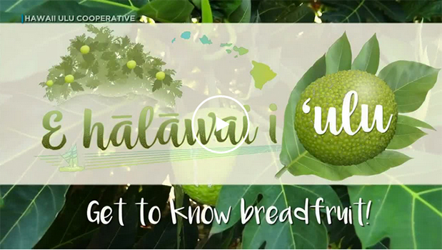 Breadfruit, get to know it.