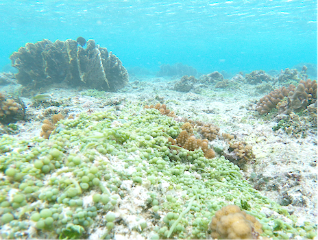 bubble algae on Ofu reef