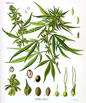 Drawing of a cannabus plant
