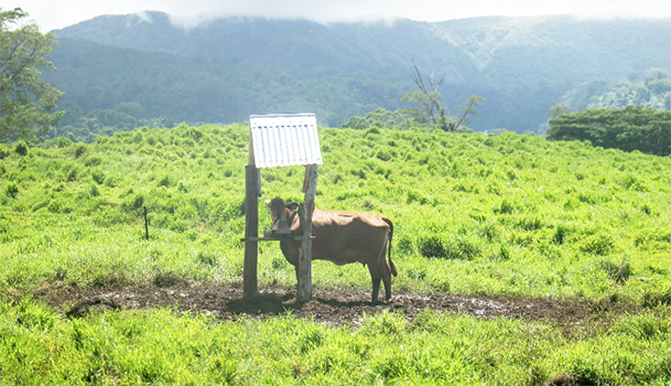 Cattle gifted to Am Samoa