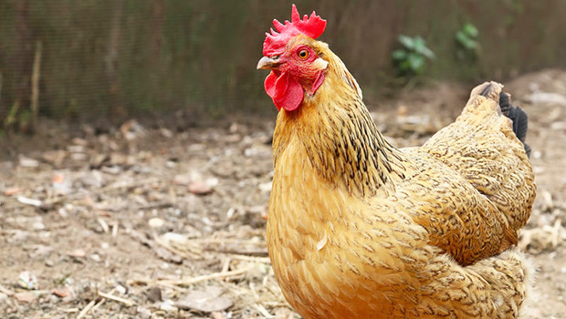 Photo of a chicken