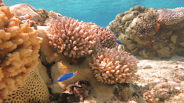 Rose Atoll sea floor