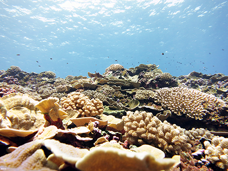 swains island coral reef