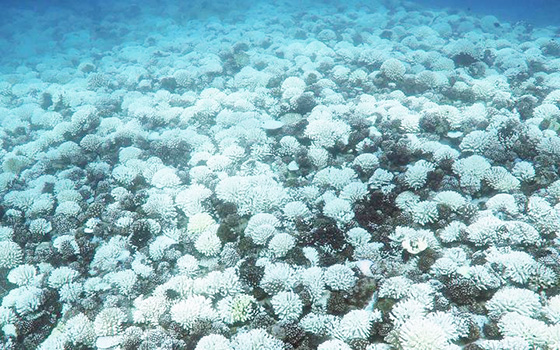 Bleaching coral
