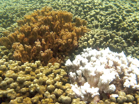 Corals in Kaneohe Bay