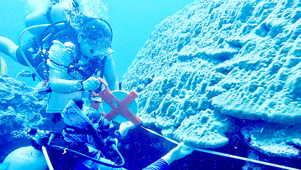 Coral Reef Advisory Group divers