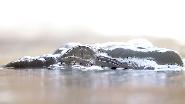 A 1500 -pound crocodile called Rex