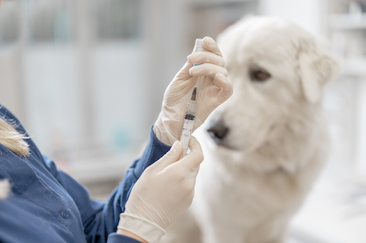 Dog getting vaccinated