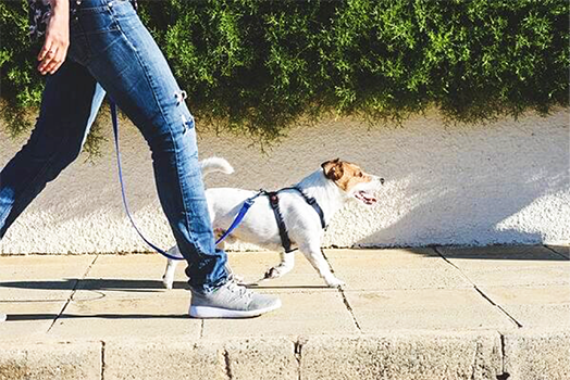 person walking with dog on leash