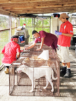 Dogs in wire cages with Spay clinic staff