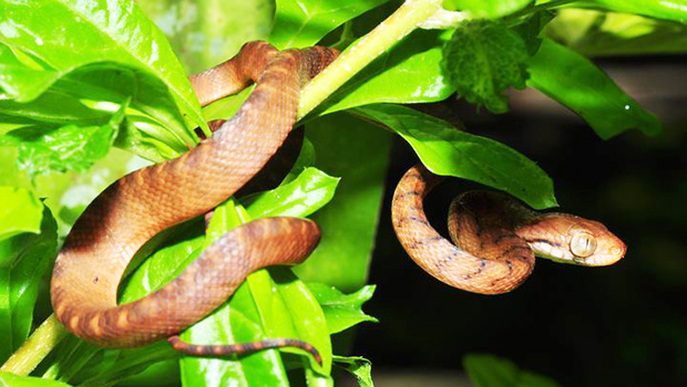 Brown tree snake in Guam