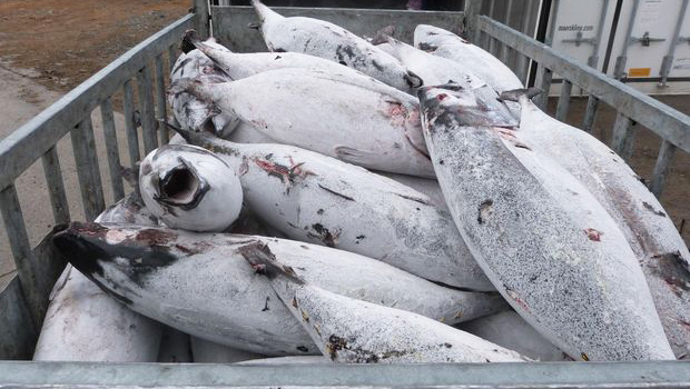 Frozen albacore tuna