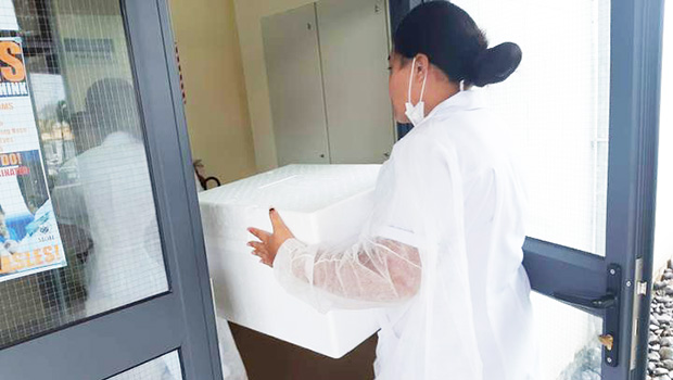 Nurse carries vaccine delivery of MMR in Samoa