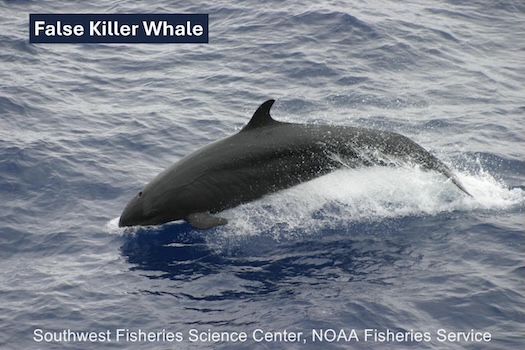 FALSE KILLER WHALE