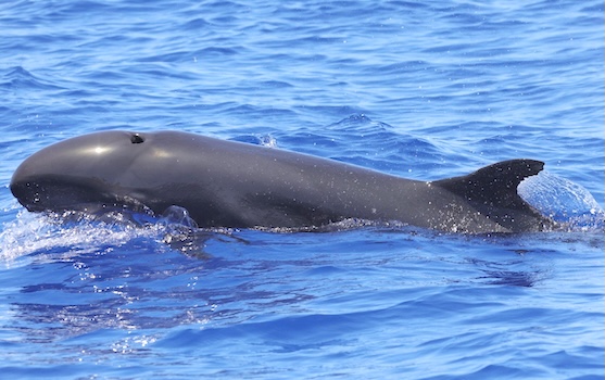 FALSE KILLER WHALE