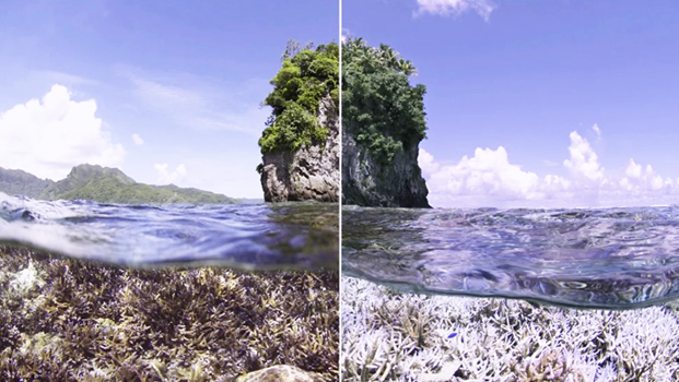 fatumafuti coral bleaching