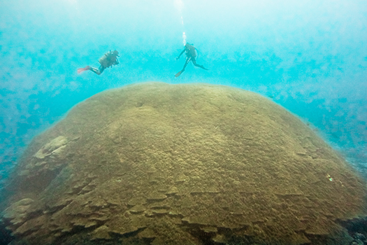 Newly documented massive Porites