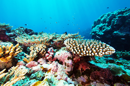 Fogamaa coral assemblage