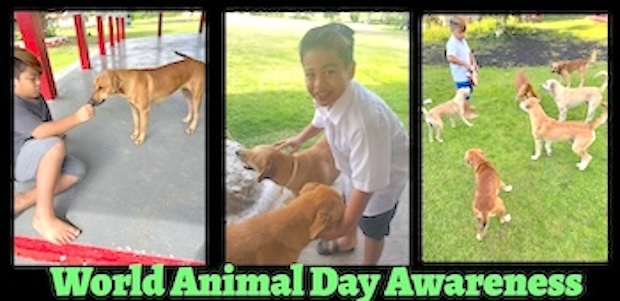 Celebrating World Animal Day Awareness