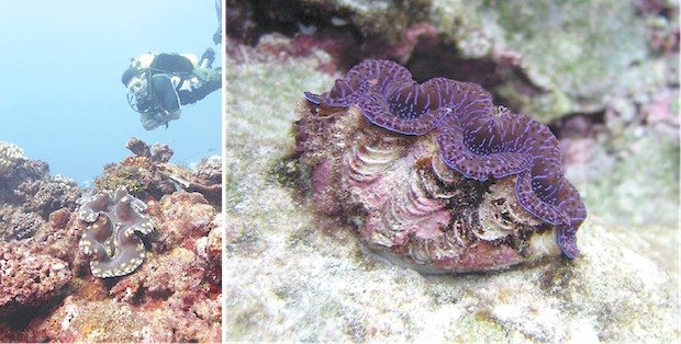 giant clams
