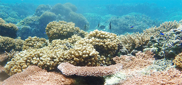  Corals in American Samoa region that survived a 2015 bleaching event. 