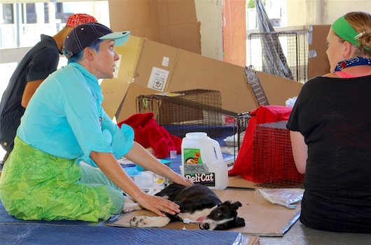 SPAY & NEUTER CLINIC