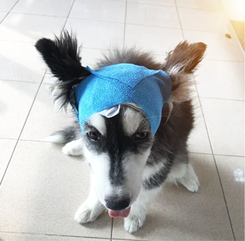 dog with bandage on head