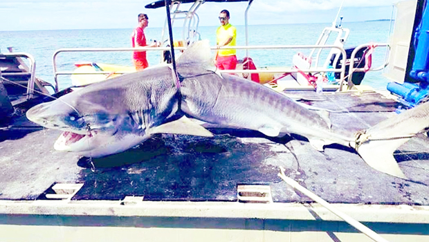 Killer shark on boat in New Caledonia