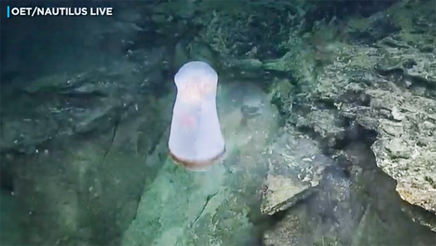 A shape-shifting Deepstaria jelly had a small crustacean living inside its body. 
