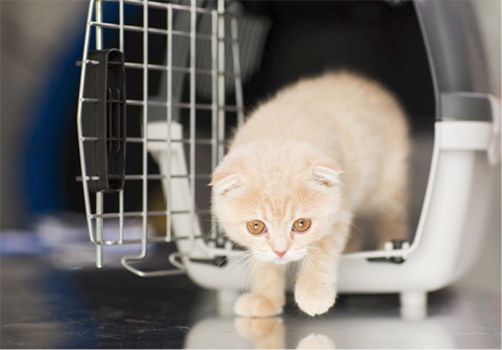 Kitty in carrier crate