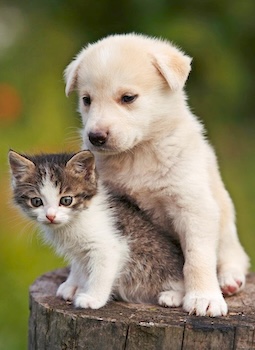 Kitten and puppy
