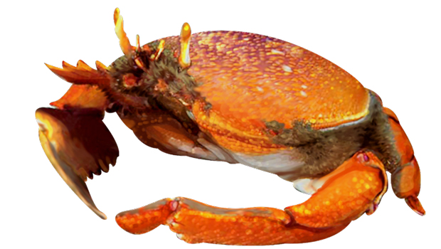 Kona crab drawing. 