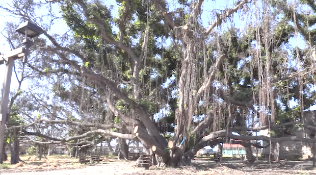 Lahaina banyan tree