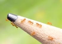 Little Fire Ants shown on tip of a pemcil to show the size.