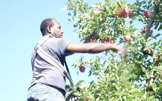 A ni-Vanuatu doing seasonal work in New Zealand