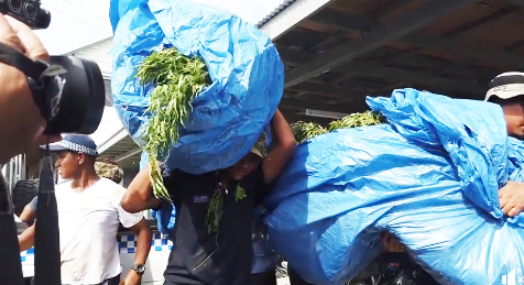 Some of the thousands of marijuana plants confiscated in Samoa late last week. 