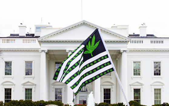 A demonstrator waves a flag with marijuana leaves in front of White House