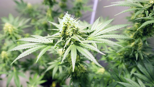 marijuana plants