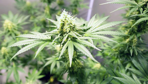Marijuana plants