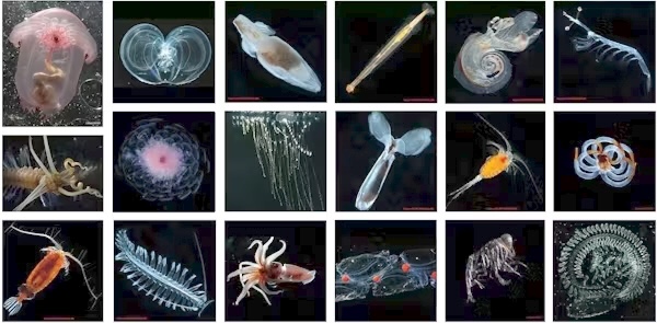 SEA CREATURES FROM THE MIDDLE ZONE